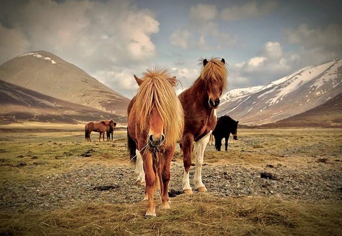 Icelandic horse for sale